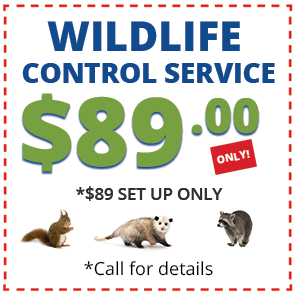 Montoya Trapping Services  Birds Coupons